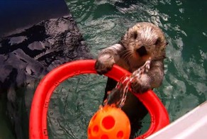 Выдра играет в баскетбол!