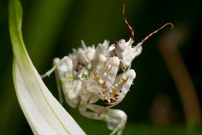  Самые красивые богомолы
