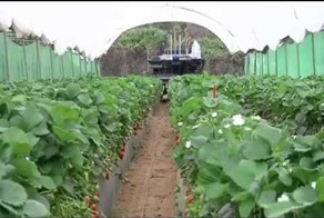 Чудо-техника для уборки овощей и фруктов