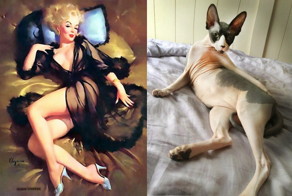 Девушки и Котики