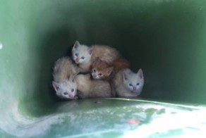 В канадском городке спасли котят, выкинутых в мусорную урну
