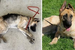 Как изменились животные, которых забрали из приюта