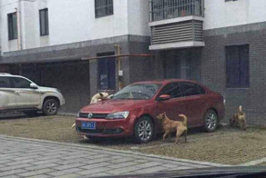 Припаркованный Volkswagen пришелся бездомным собакам по вкусу