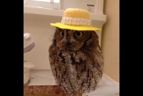 Кокетливая сова примеряет шляпку