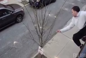 Люди против деревьев