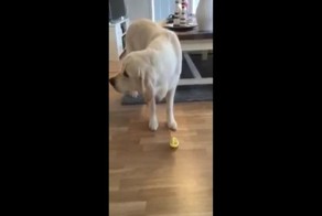 Пес дегустирует лимон