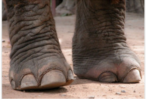 Жестокие способы казни, которые использовали наши предки