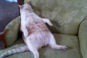 Фотоприкол недели