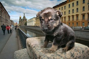 лев в миниатюре