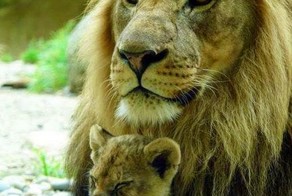 Когда твой батя-царь зверей