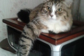 вот это отксерил