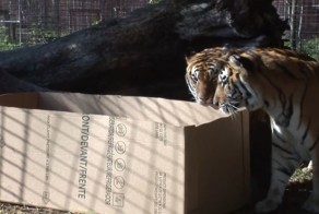 Большие кошки тоже любят коробки