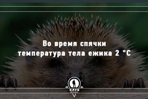 15 удивительных фактов о животных