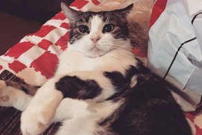 Аренда злой кошки, которая отобьет желание заводить домашнее животное