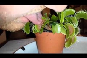 Плохая идея 