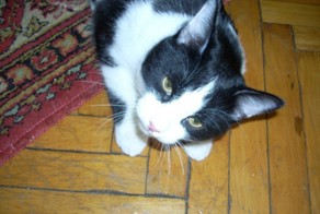 Как найти сбежавшего кота