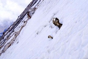 В Мексике обнаружены мумии альпинистов, пропавших без вести 55 лет назад