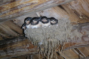 Из жизни ласточек