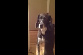 Кот встретил объятиями пса, которого 10 дней не было дома