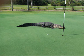 Игра в гольф становится остросюжетной