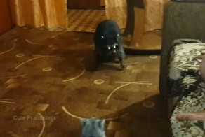 Енот пристает к коту
