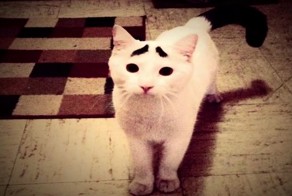 Когда брови - залог успеха