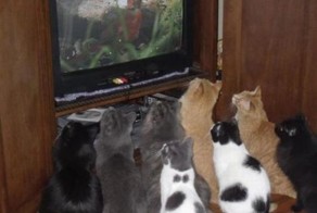 Пикантный фотоприкол