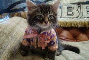 19 очаровательных котиков в свитерах