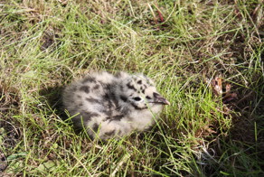 Как коты воспитывали чайку