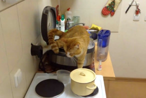 Рыжий кот которому всё по барабану
