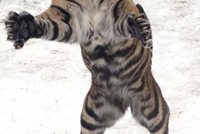 Фото прикол