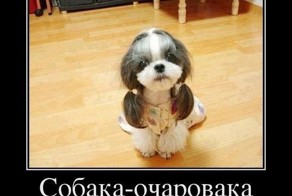 Виды собак