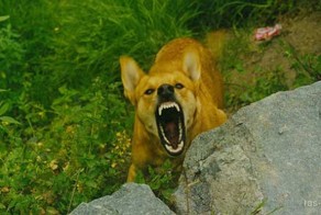 Если напала собака