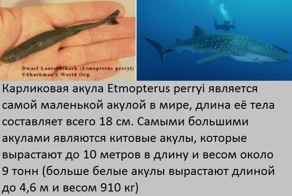 Большие и маленькие