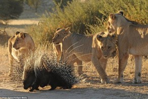 Львы и дикобраз