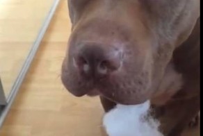 Даже если тебя застукали с вещьдоками на бороде