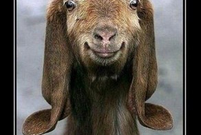 Фотоприкол