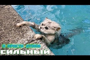 Когда ты сильный духом и ничего не боишься