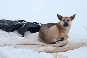 Безграничная собачья преданность (фото+видео)