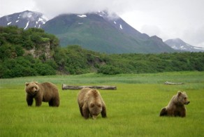 «Медвежий лагерь» на Аляске