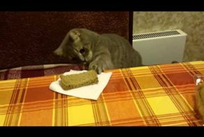 Кот ворует хлеб, прикол