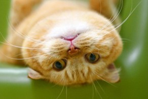 Рыжая кошка в доме — это кусочек солнышка!