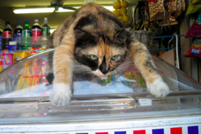 Кошки в магазине