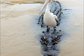 Он сказал поехали!