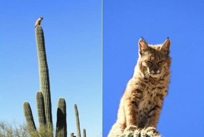 Бесплатно фото