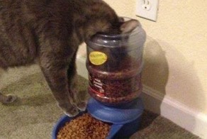 Фотоприкол онлайн