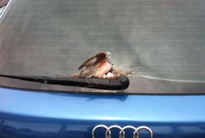 Фотоприкол онлайн бесплатно