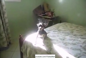 Вампиробака!!