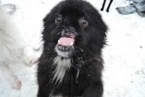 Это наш Фунтик... Счастливая история!