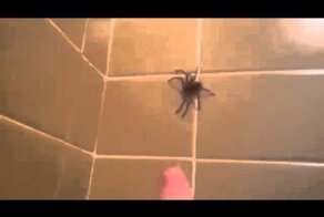 Паук в ванной